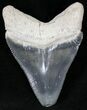 Serrated  Bone Valley Megalodon Tooth #22215-1